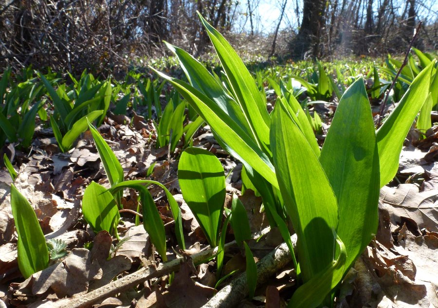 Allium ursinum