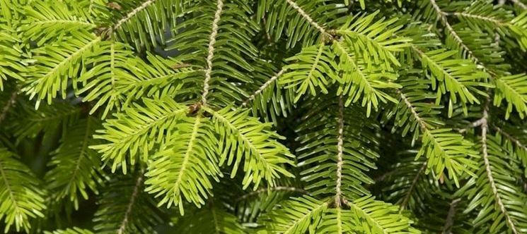 gemme-abete-bianco-infuso